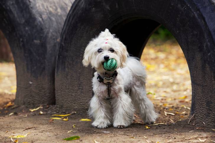Photo Bichon Maltais