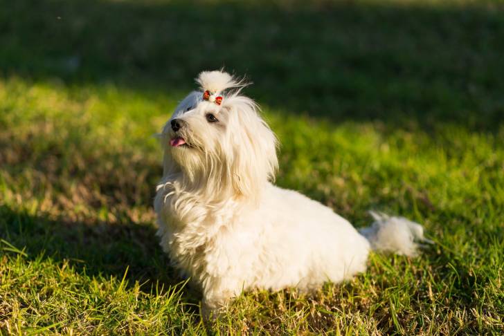 Photo Bichon Maltais