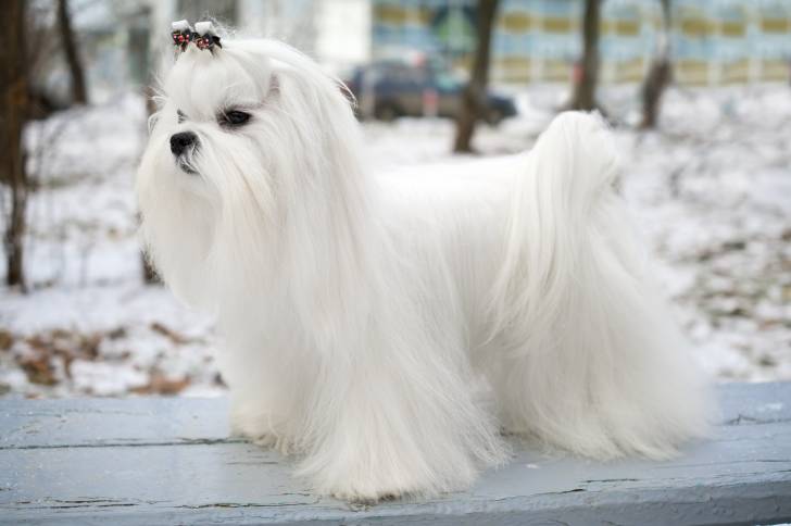 Un Bichon Maltais debout sur un banc dans un parc en hiver