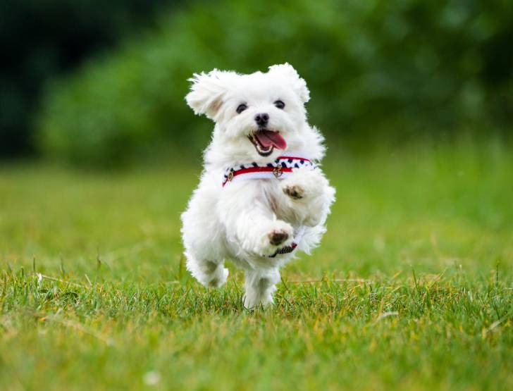 Photo Bichon Maltais