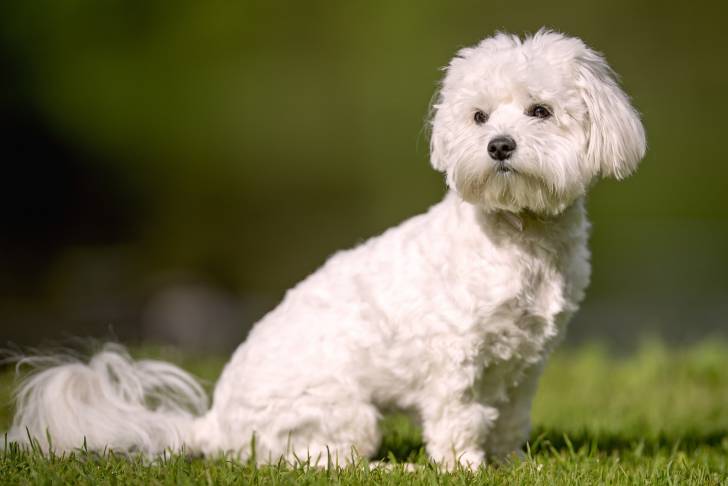 Un Bichon Maltais assis dans l'herbe