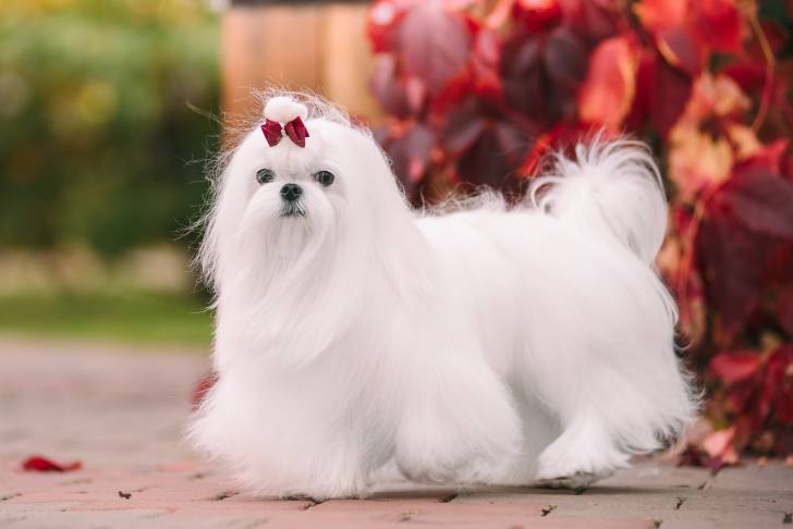 Photo Bichon Maltais