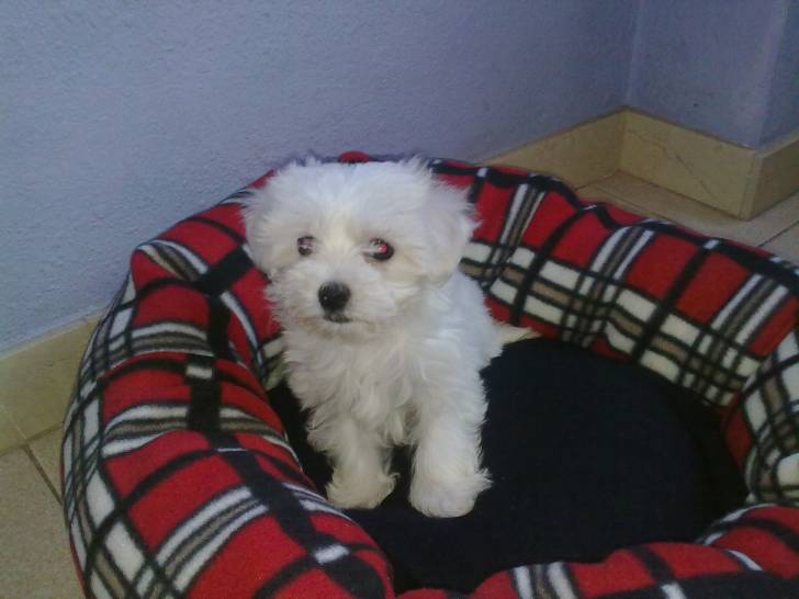Sugui - Bichon Maltais Femelle (3 mois)