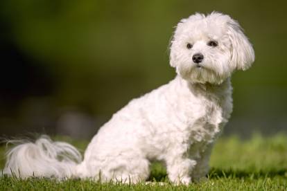 Un Bichon Maltais assis dans l'herbe