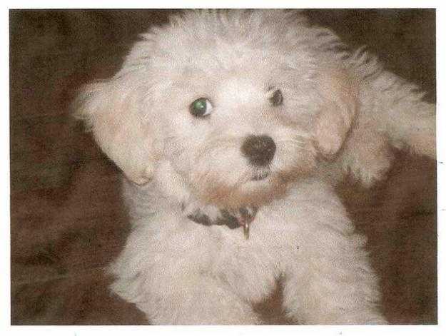 adam - Bichon Maltais Mâle (1 an)