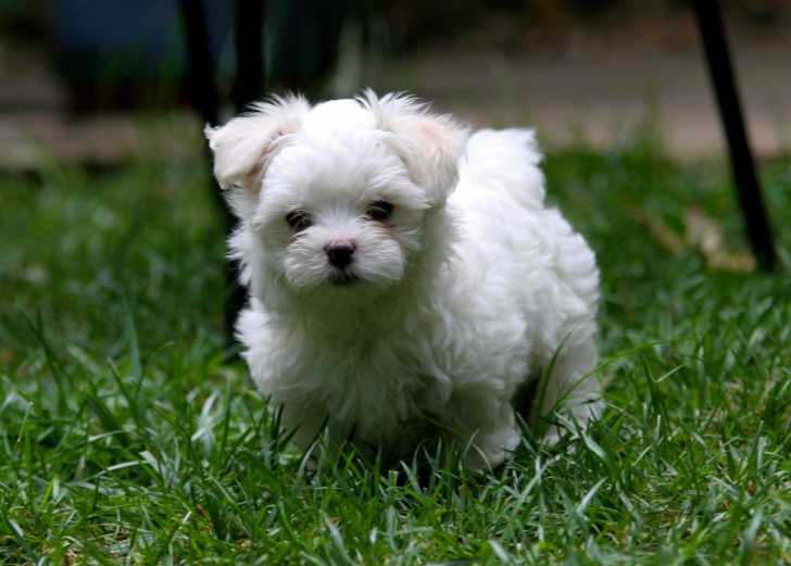 Le Bichon Maltais