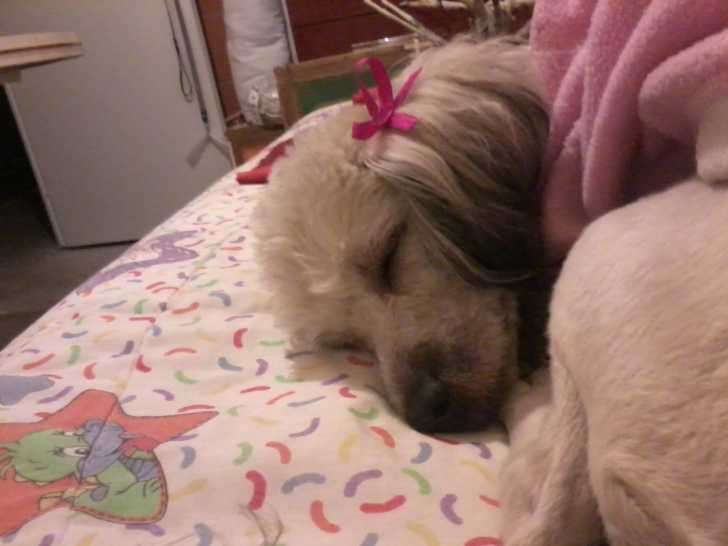 Kala - Bichon Maltais Femelle (2 ans)