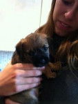 Ben - Border Terrier Mâle (2 mois)