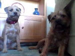 Basil and Dylan - Border Terrier Mâle (4 ans)