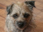 roxy - Border Terrier (4 ans)