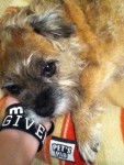 Ginger - Border Terrier (8 ans)