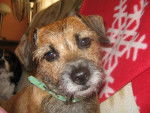 Nayou - Border Terrier (7 ans)