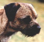 Border Terrier - Border Terrier