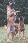 Border Terrier - Border Terrier