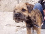 Border Terrier Cheitan - Border Terrier