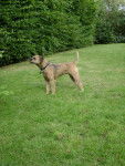 border terrier farah - Border Terrier