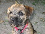 Border terrier, caly - Border Terrier