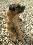 C'Cool Border terrier - Border Terrier