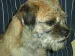 Badine, femelle de 3 ans - Border Terrier (3 ans)