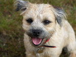Border Terrier - Border Terrier