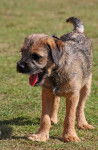 Border Terrier - Border Terrier
