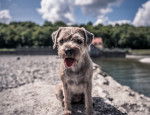 Photo Border Terrier