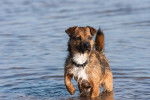 Photo Border Terrier