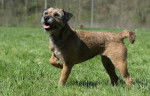 Photo Border Terrier