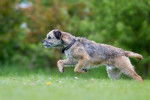 Photo Border Terrier