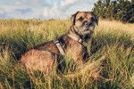 Photo Border Terrier