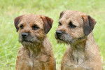 Photo Border Terrier