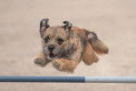 Photo Border Terrier