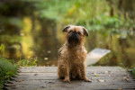 Photo Border Terrier