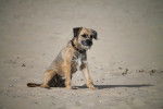 Photo Border Terrier