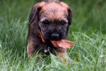 Photo Border Terrier