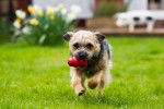 Photo Border Terrier