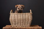 Photo Border Terrier