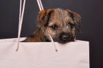 Photo Border Terrier