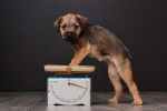 Photo Border Terrier