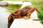 Photo Border Terrier