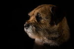 Photo Border Terrier