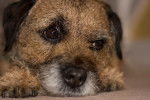 Photo Border Terrier