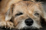 Photo Border Terrier