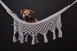 Photo Border Terrier