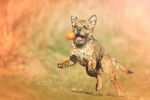 Photo Border Terrier