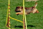 Photo Border Terrier