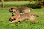 Photo Border Terrier