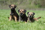 Photo Border Terrier