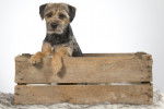Photo Border Terrier