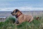 Photo Border Terrier
